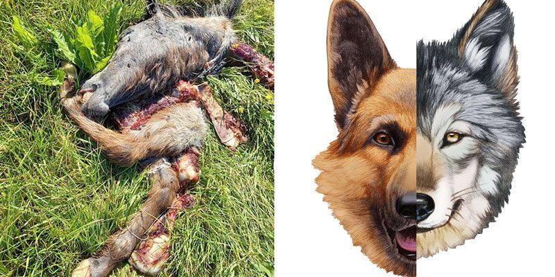 Kruising-tussen-hond-en-wolf-bedreiging-voor-de-mens