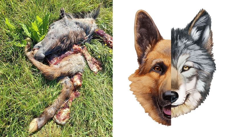 kruising-tussen-hond-en-wolf-bedreiging-voor-de-mens