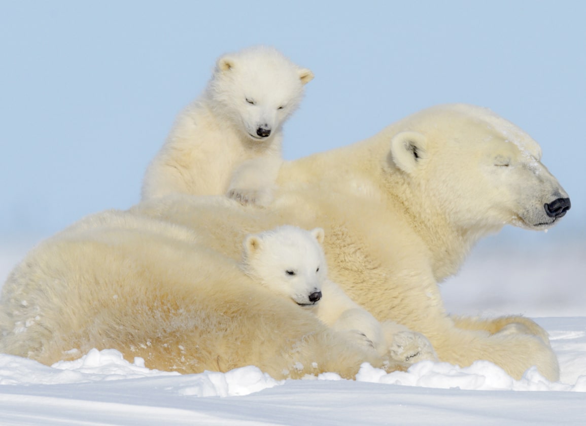 immuun-voor-klimaatverandering