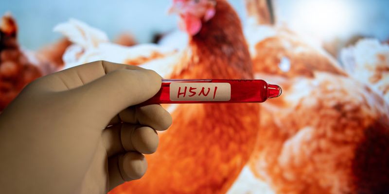 Onderzoekers-in-Lelystad-creëren-100-procent-dodelijk-virus